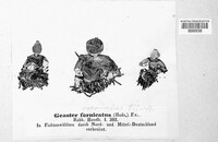 Geaster fornicatus image